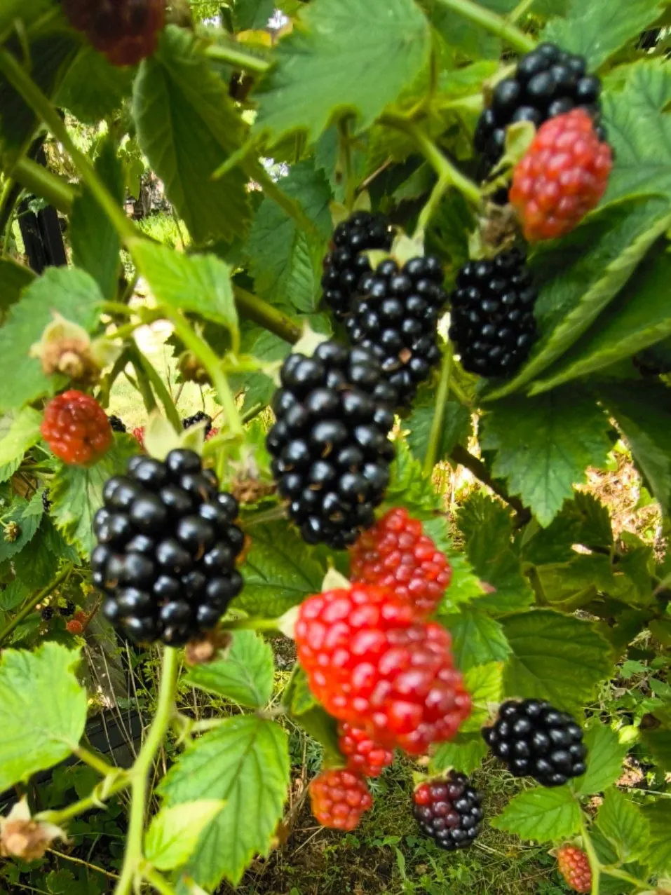 Brombeeren am Strauch